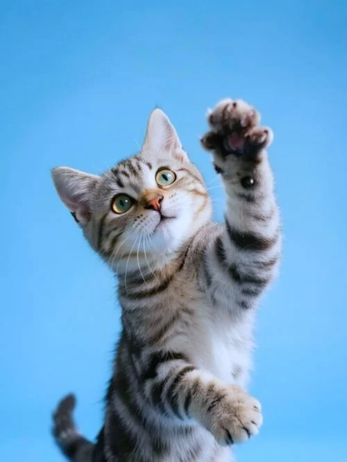 18. Add or Remove Objects - Before adding